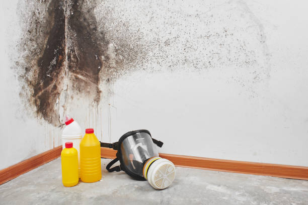 Best Commercial Mold Removal  in Hartford City, IN