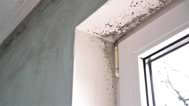 Best Residential Mold Removal  in Hartford City, IN