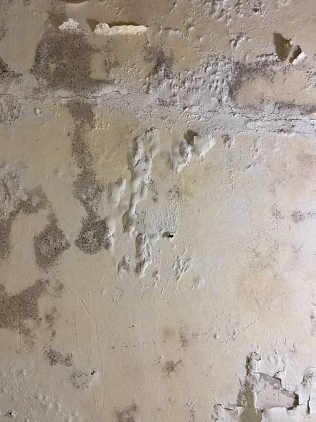 Best Mold Testing  in Hartford City, IN