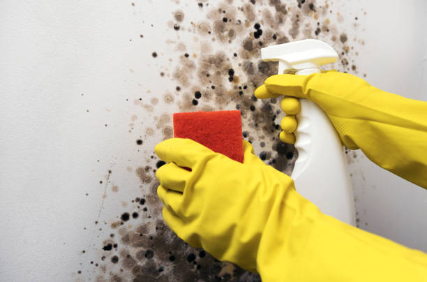 Best Professional Mold Removal  in Hartford City, IN