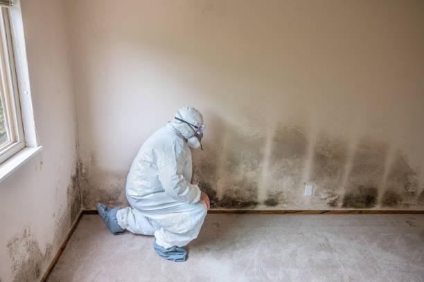 Home Mold Removal in Hartford City, IN