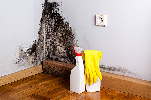 Best Best Mold Removal Companies  in Hartford City, IN